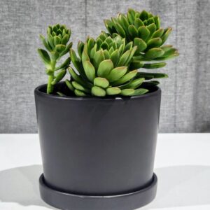Succulent pot