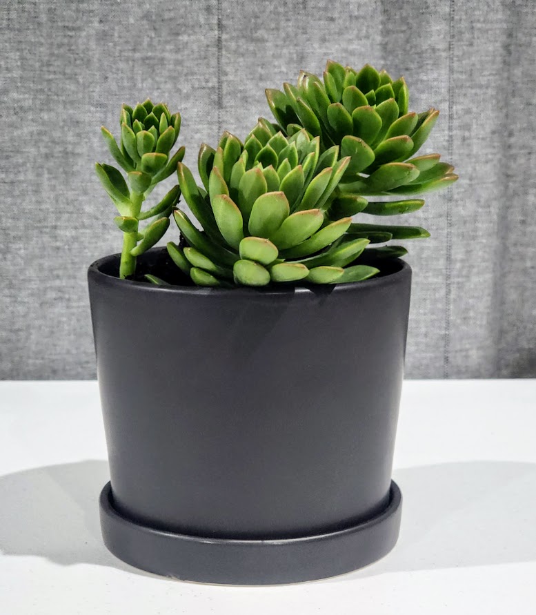 Succulent pot