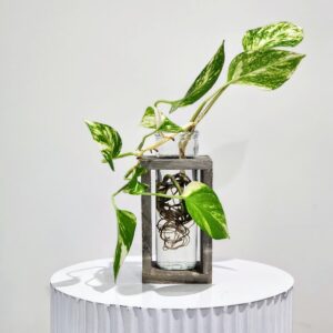 Devil’s ivy in water