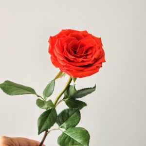 Single rose