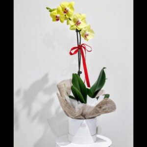 Phalaenopsis Orchid